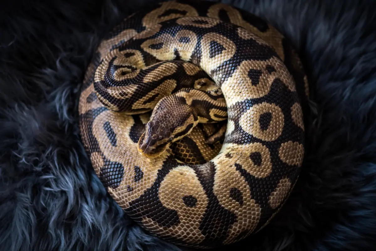 significato sogno serpente