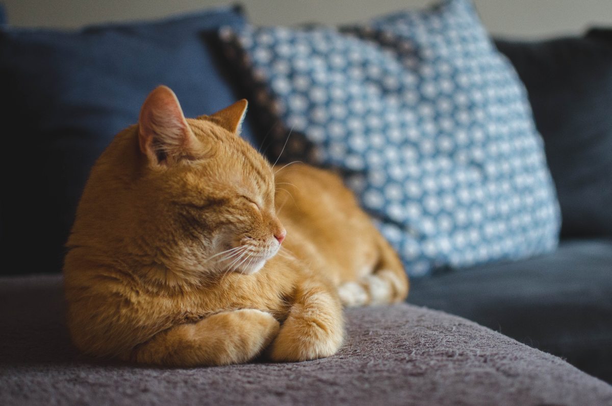 significato gatto nei sogni